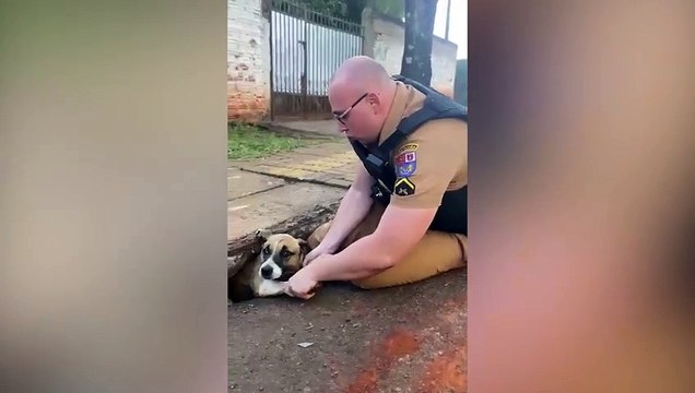 Cachorro que estava preso em bueiro é salvo por policial militar em Foz do Iguaçu; veja vídeo