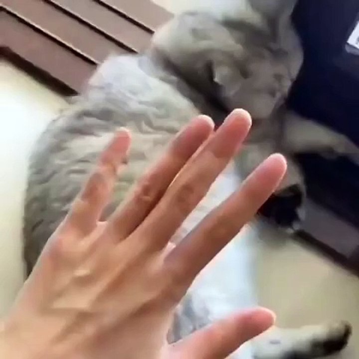 meaw