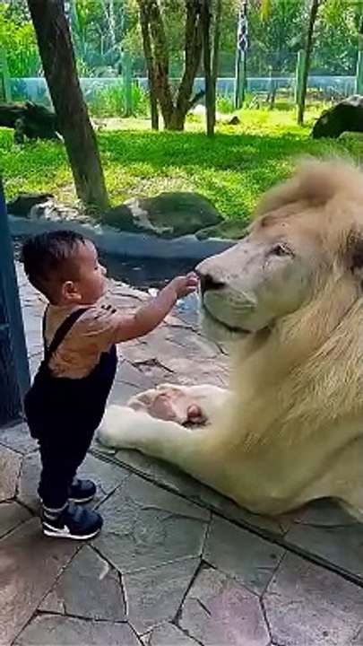 Lion playing