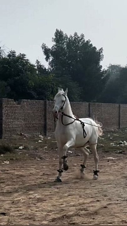 Horse lover❤️