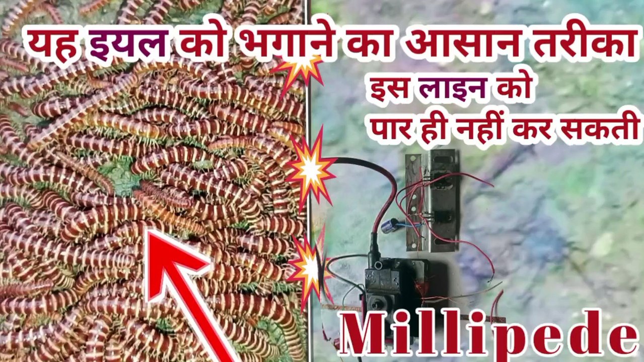 How to remove millipede eel भरवाड एयर को कैसे हटाए