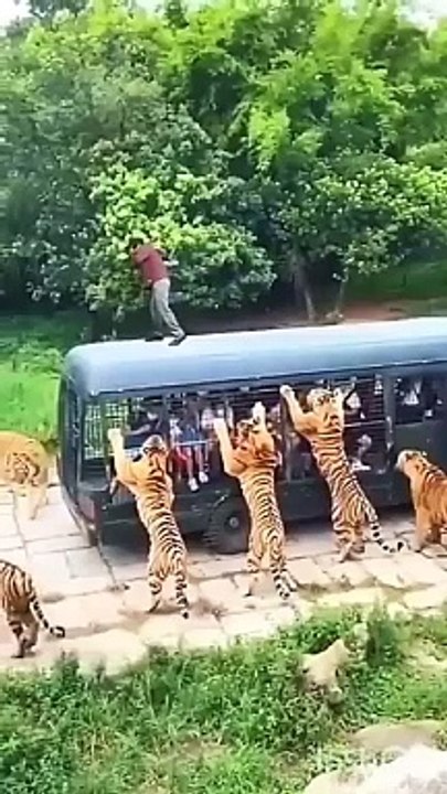 Animals