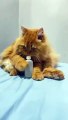 cute _cat _catlover _kucinglucu _kitten _shortsvideo _cats _kucing _funnycats(360P)