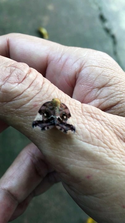 Flying Bug