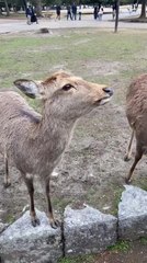 Deer Bows Its Head to Greet Visitors