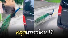 แขกไม่ได้รับเชิญ ! นกยูงโผล่จิกรถหรู คอหวยลั่นงวดนี้เลขรถมาแน่