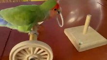 Bird_Training___Smart_lovebird_Parrot___Smart_Little_Cute_Parrot_#training_#smartparrot_#cute(720p)