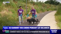 Métiers insolites de l'été: dans la peau d'un dog sitter, qui garde votre chien pendant vos vacances