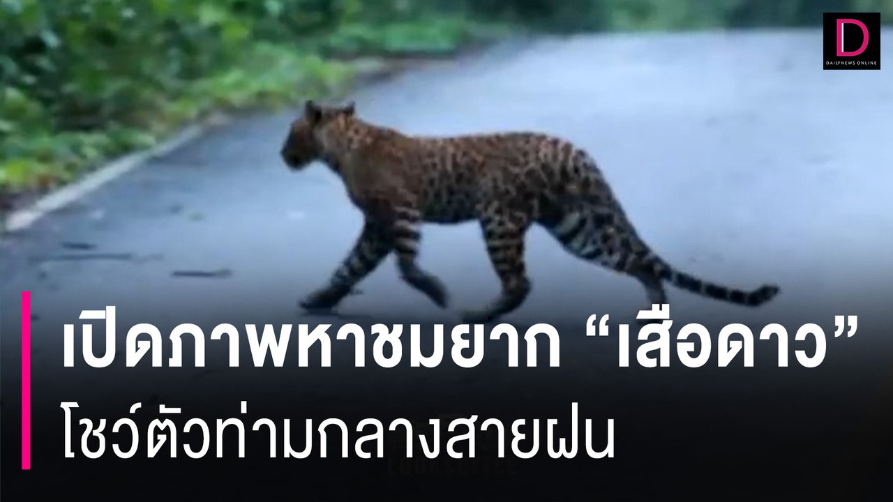 แก่งกระจาน! ภาพหาชมยาก "เสือดาว" โชว์ตัวท่ามกลางสายฝน ผืนป่ามรดกโลก | HOTSHOT เดลินิวส์ 26/07/67