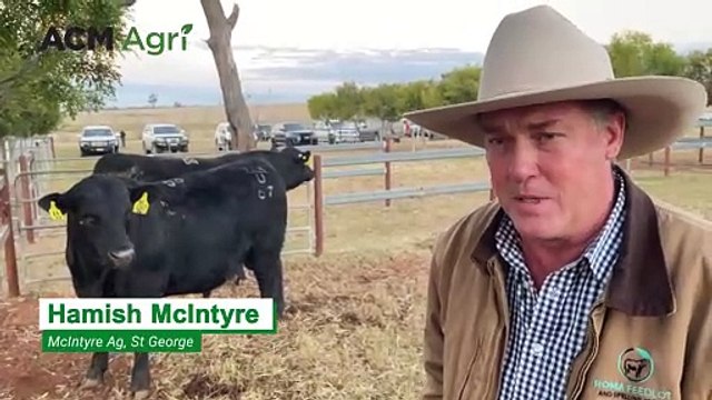 Bull sells for six figures at Texas Angus bull sale | The Land