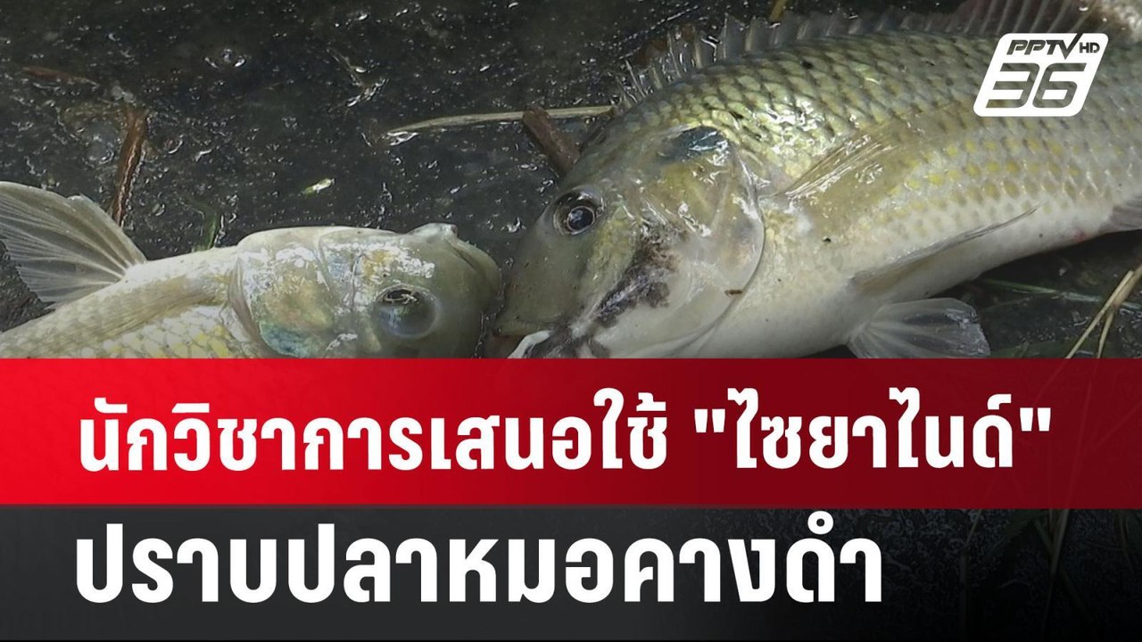 นักวิชาการเสนอใช้ "ไซยาไนด์"ปราบปลาหมอคางดำ  | เที่ยงทันข่าว | 26 ก.ค. 67