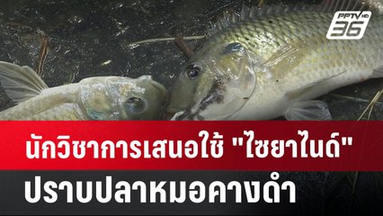 นักวิชาการเสนอใช้ "ไซยาไนด์"ปราบปลาหมอคางดำ  | เที่ยงทันข่าว | 26 ก.ค. 67