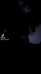 "Silent sentinels: trees of the night"