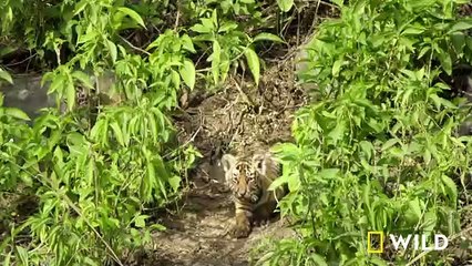 Tigress Defends Cubs Against Predators (Full Episode)  Clash of the Tigers