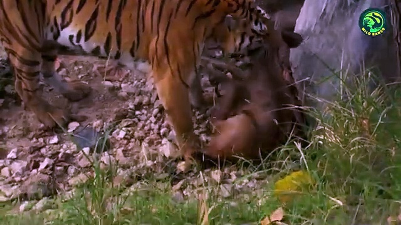 13 Deadliest Tiger Attacks Caught on Camera