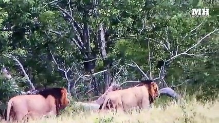 Notorious Lion Mr. T Mapogo  The Most Ruthless Lion To Ever Rule In The African Bush