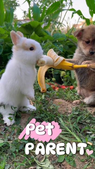 Pet parent