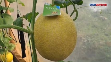Sensasi Wisata Petik Buah Melon Langsung dari Pohonnya di Cilegon