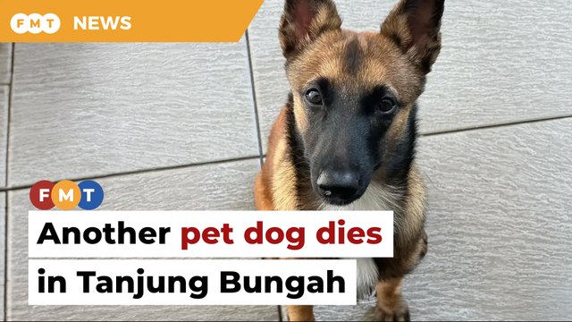 After Lilou the husky, another pet dog dies in Tanjung Bungah