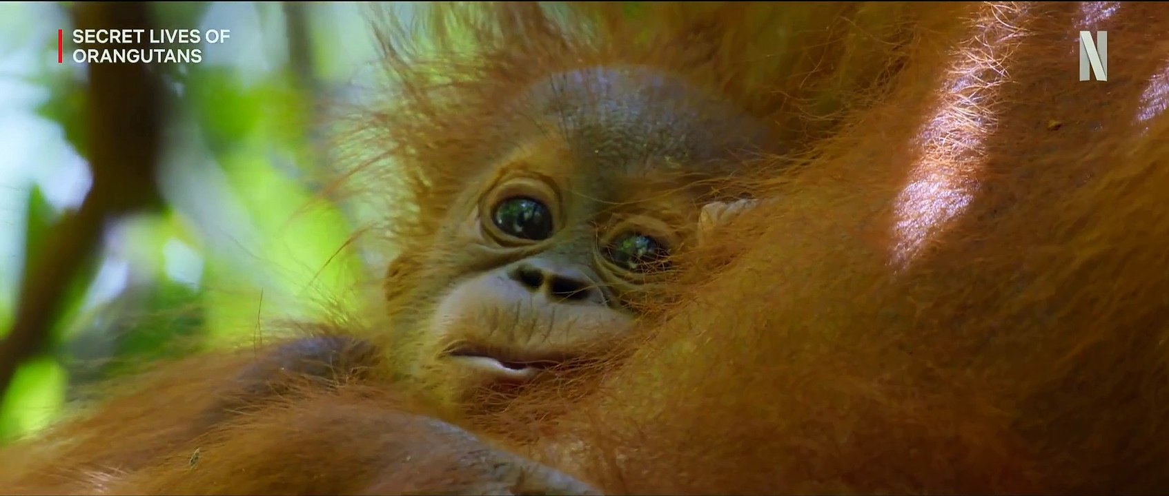 Das geheime Leben der Orang-Utans Trailer OV