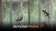 งูเขียว VS ตุ๊กแก งานนี้ไม่มีใครยอมใคร !