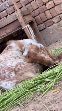 #trending #usa #viral #shortvideo #baby #pet #animals #goats #bakra #bakramandi #rajanpurigoat