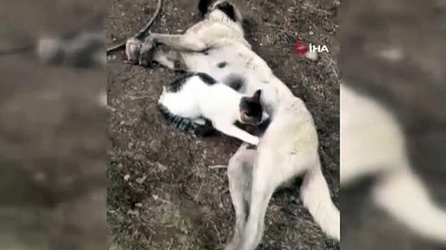 Tunceli'de kediye süt annelik yapan köpeği görenler şaşkına döndü
