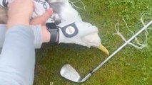 Golfer befreien Möwe, die sich in einem Netz verheddert hat