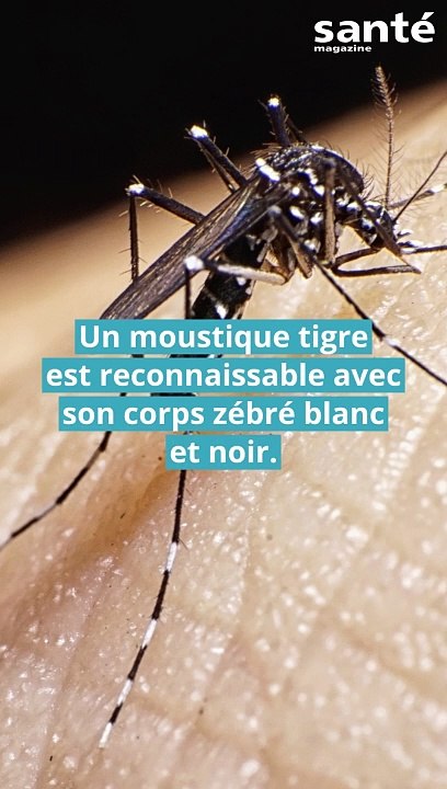 Moustique tigre