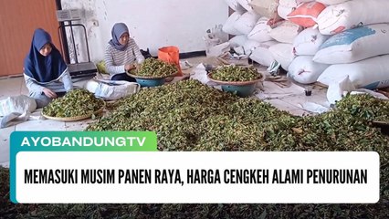 Memasuki Musim Panen Raya, Harga Cengkeh Alami Penurunan