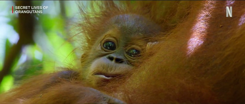 La Vie Secrète des Orangs-Outans Bande-annonce VO