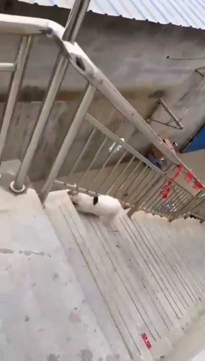 Cats have 9 lives
