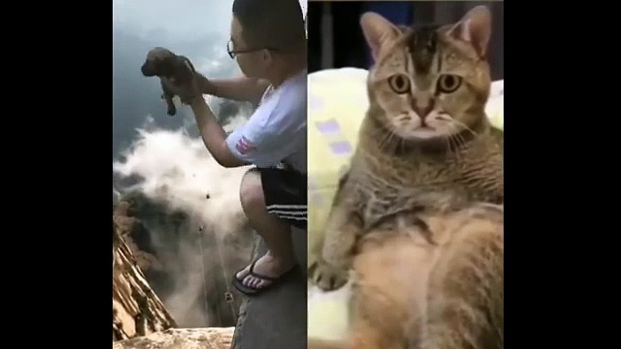 Funny animals video # funny