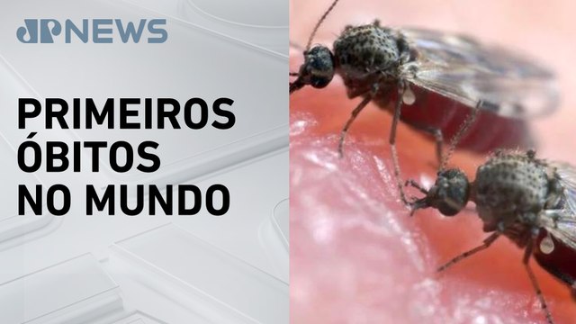 Ministério da Saúde confirma duas mortes por febre Oropouche