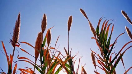 Romantic Love Song in Bengali I Rain Song I বর্ষার সুর I #musicvideo