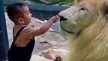 lion vs kid #shorts