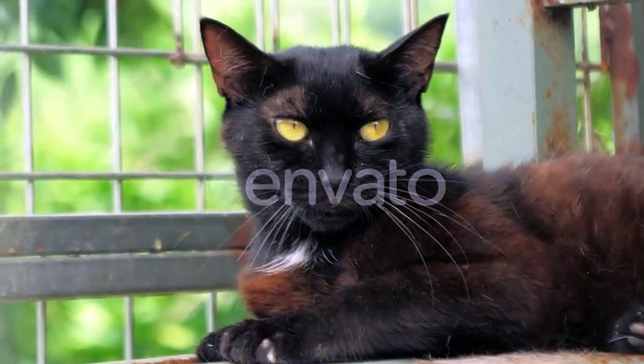 Cat Pound Closeup Shot of Homeless Stray Cat Living in the Animal Shelter Shelter for Animals