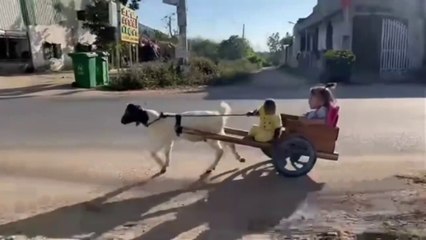 Watch this smart monkey pick up the child back to home without permission and got punishment