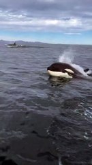 Some many Orcas in a group