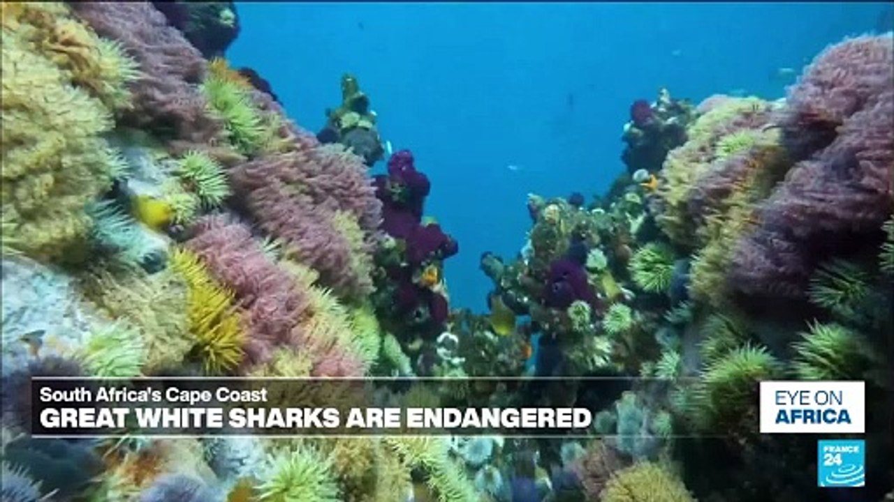 South Africa’s shark tourism in crisis as great...