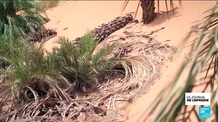 En Mauritanie, l'indispensable datte menacée par le changement climatique