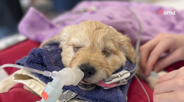 Kleiner Welpe soll eingeschläfert werden: Als der Tierarzt kommt, geht alles ruckzuck