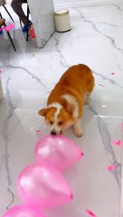 Beautiful funny dog video amazing video.