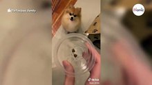 Video muss man gesehen haben: Pomeranian bekommt nur zwei Leckerlis und kocht vor Wut