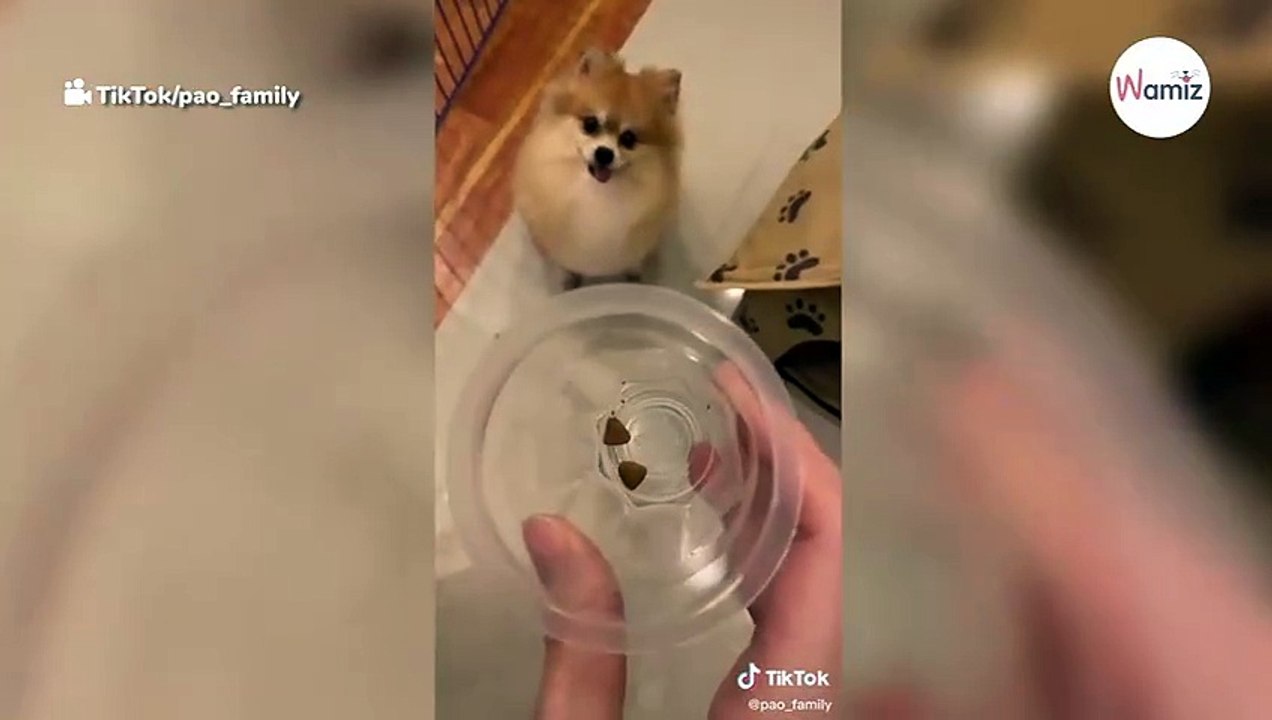 Video muss man gesehen haben: Pomeranian bekommt nur zwei Leckerlis und kocht vor Wut