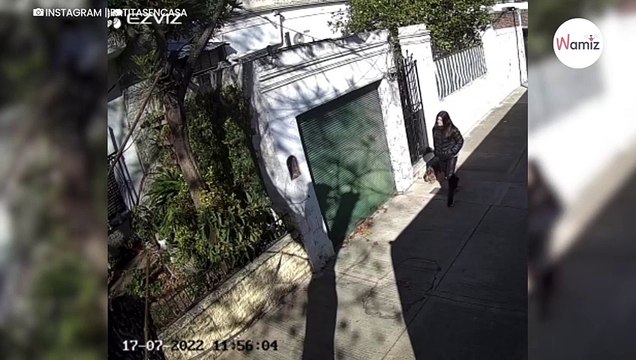 Überwachungsvideo lässt Frauchen von blindem Hund gnadenlos auffliegen!