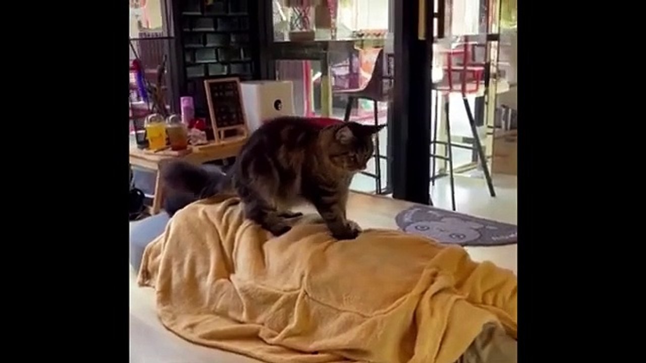 Funny animals video #funny