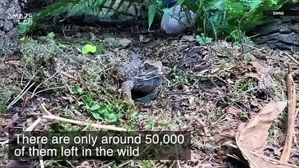 UK Zoo Finally Breeds 240 Million-Year-Old Three-Eyed Reptile