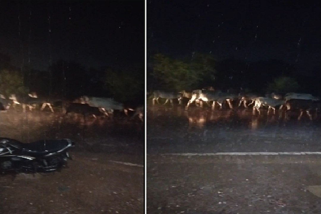CG Monsoon 2024: रायपुर समेत कई जिलों में जोरदा...