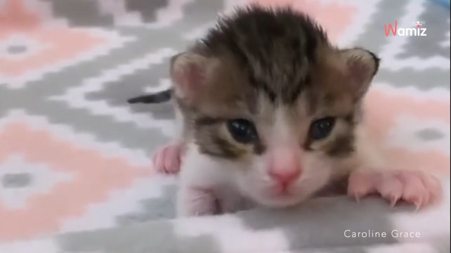 Frau findet ein süßes Kätzchen: Als sie seine Pfoten sieht, wird ihr ganz anders